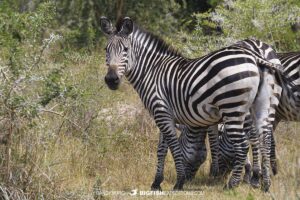 Zebras at Lake M'boro National Park, Uganda.