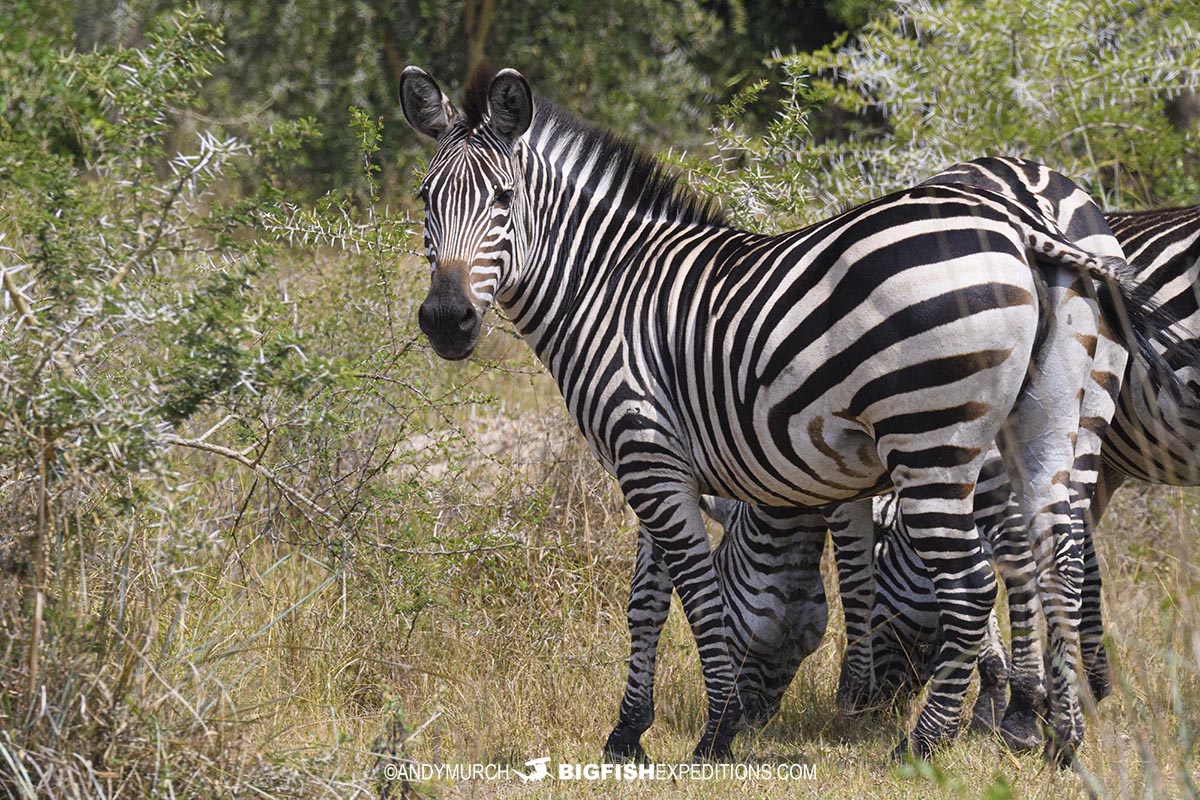 Zebras at Lake M'boro National Park, Uganda.