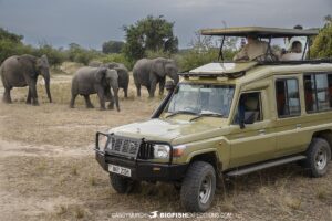 Elephants in Queen Elizabeth National Park, Uganda.