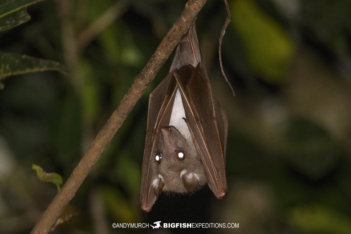 Epauletted Fruit Bat.