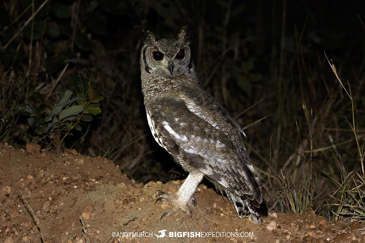 Greyish Eagle Owl.