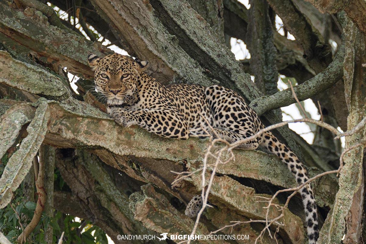 Leopard lounging in a Candelabra Cactus tree in Queen Elizabeth national Park, Uganda.