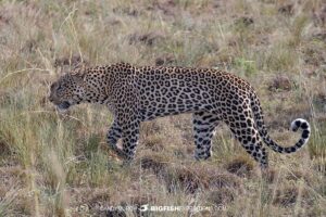 Leopard in Murchison Falls, Uganda Safari.