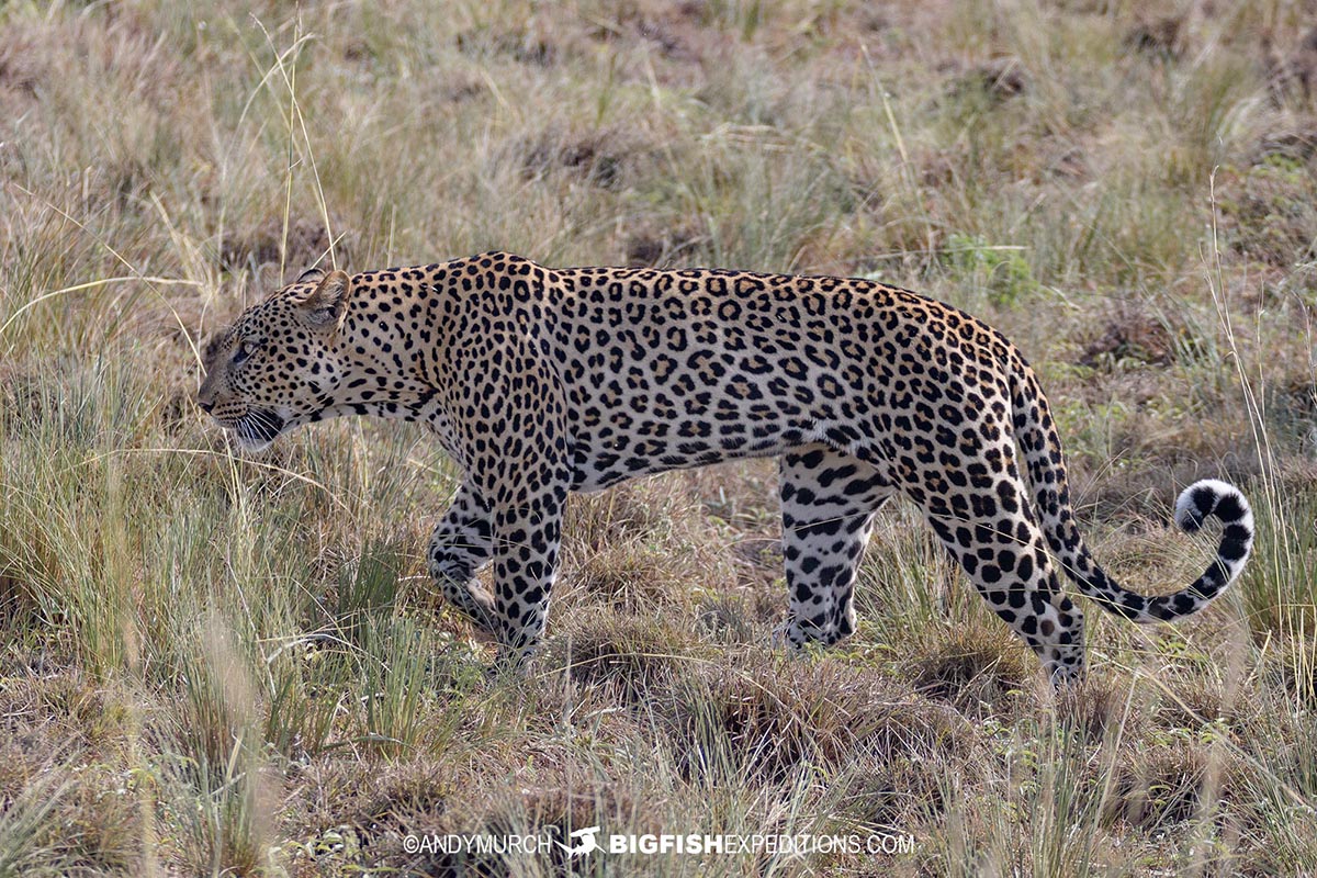 Leopard in Murchison Falls, Uganda Safari.