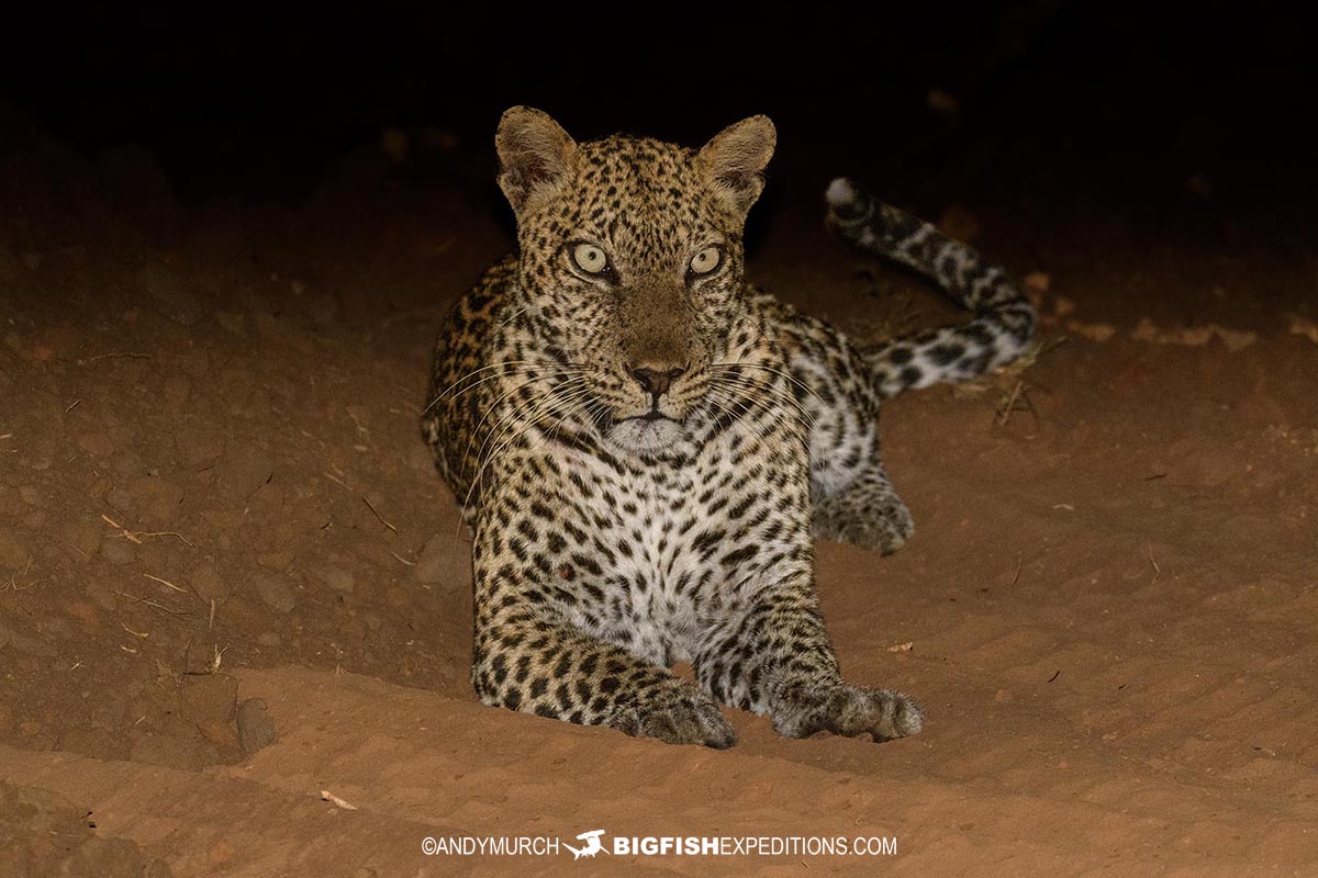 leopard at night in Uganda.