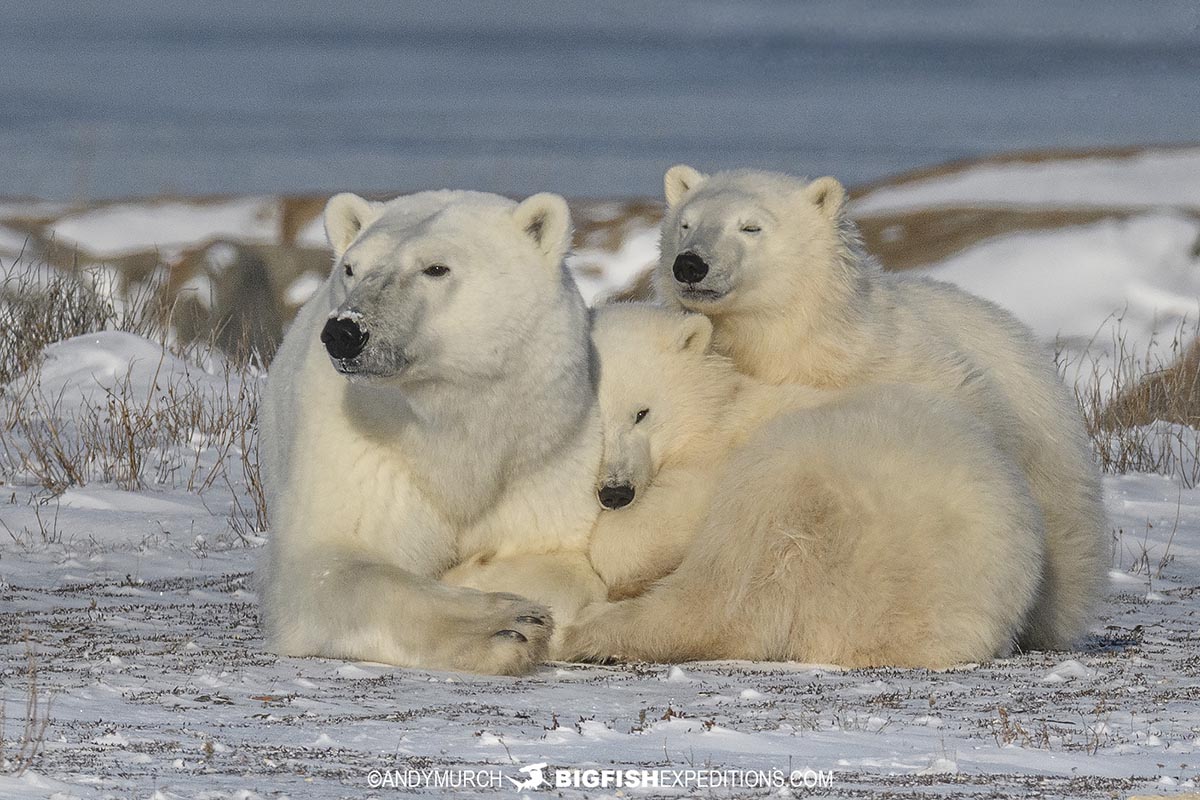 Polar Bear photography tour in Churchill.