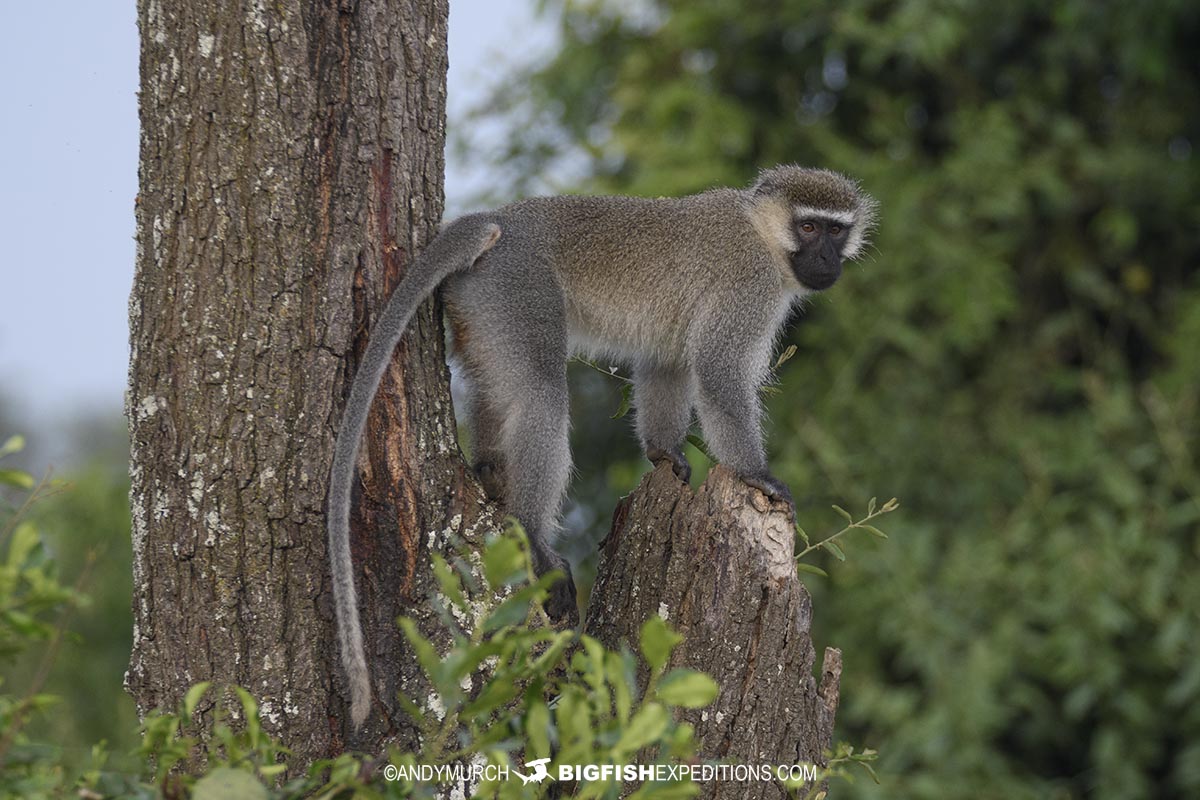 Tantalus Monkey in Queen Elizabeth National Park.