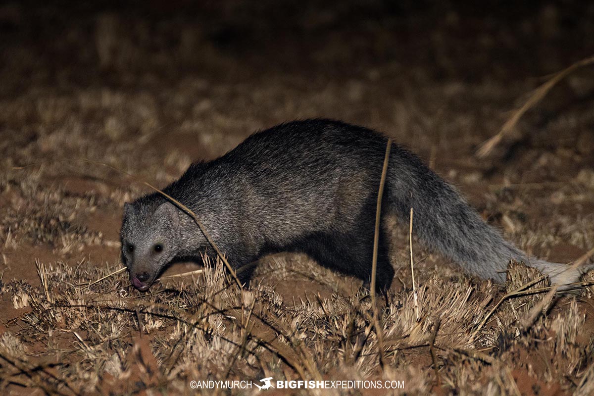 White-tailed Mongoose on a night drive in Murchison Falls, Uganda.