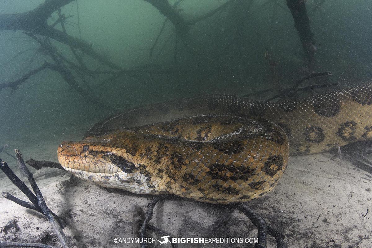 Scuba diving with giant green anacondas in Bonito, Brazil.