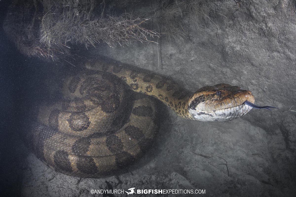 Scuba diving with giant green anacondas in Bonito, Brazil.