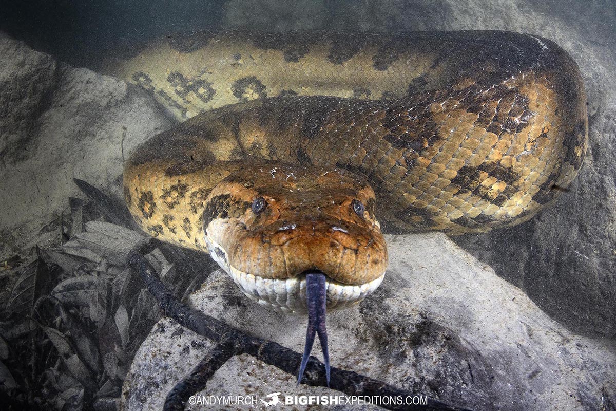 Scuba diving with giant green anacondas in Bonito, Brazil.