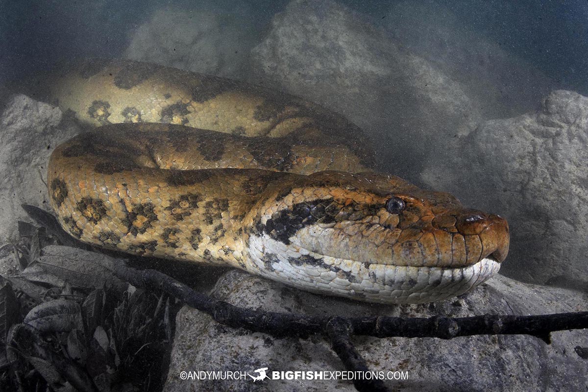 Scuba diving with giant green anacondas in Bonito, Brazil.