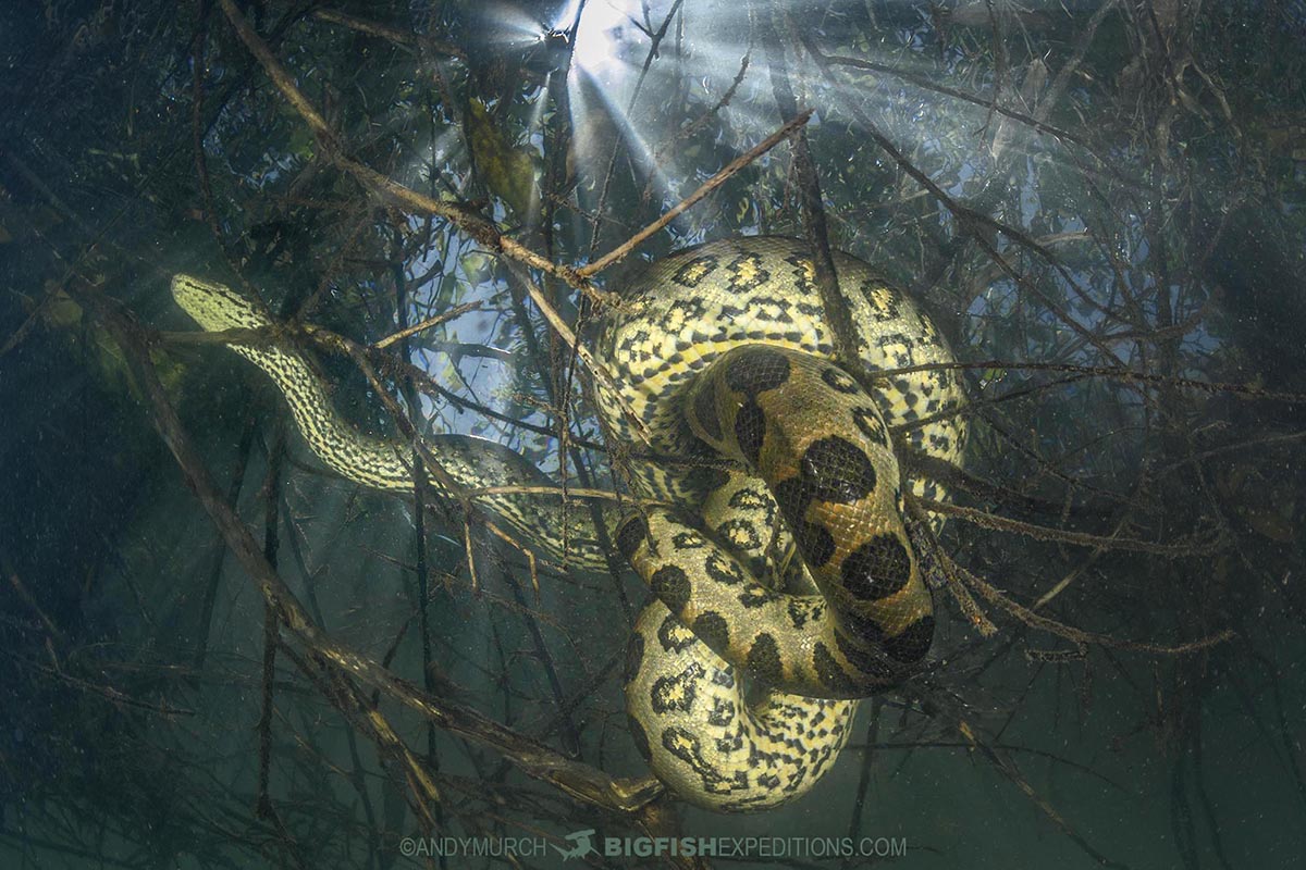 Scuba diving with giant green anacondas in Bonito, Brazil.