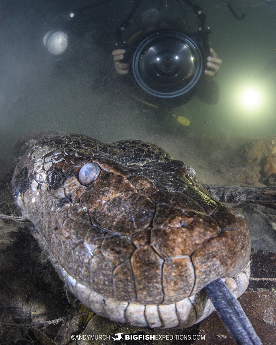 Scuba diving with giant green anacondas in Bonito, Brazil.