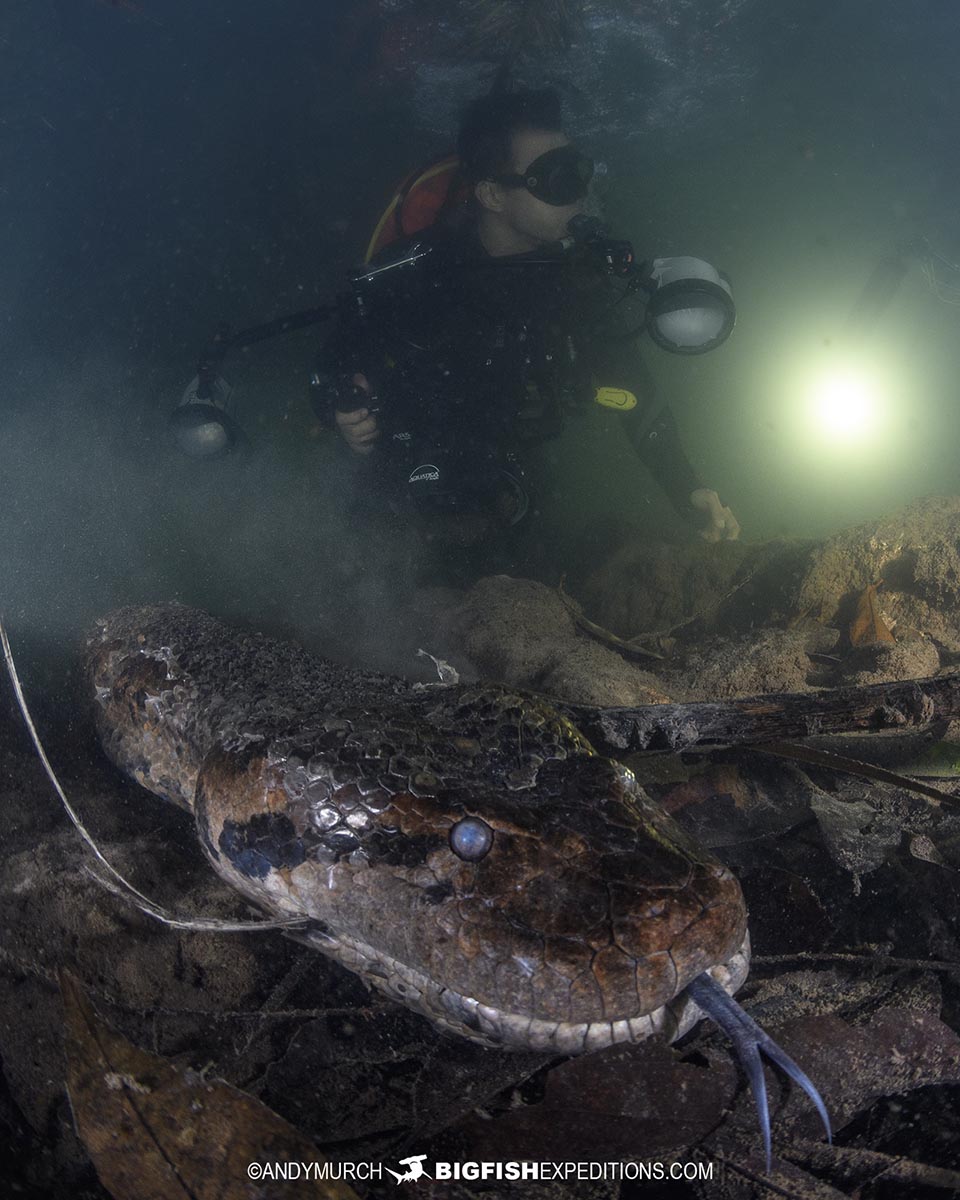 Scuba diving with giant green anacondas in Bonito, Brazil.