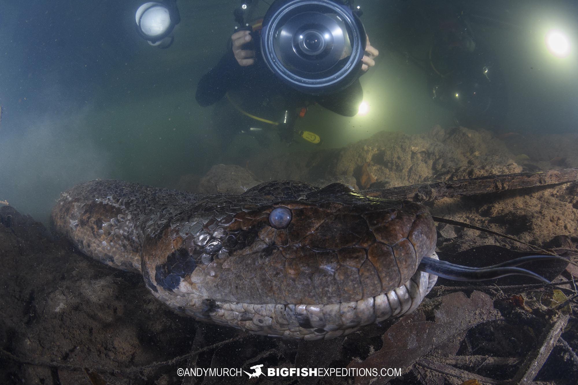 Scuba diving with giant green anacondas in Bonito, Brazil.