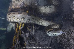 Scuba diving with giant green anacondas in Bonito, Brazil.