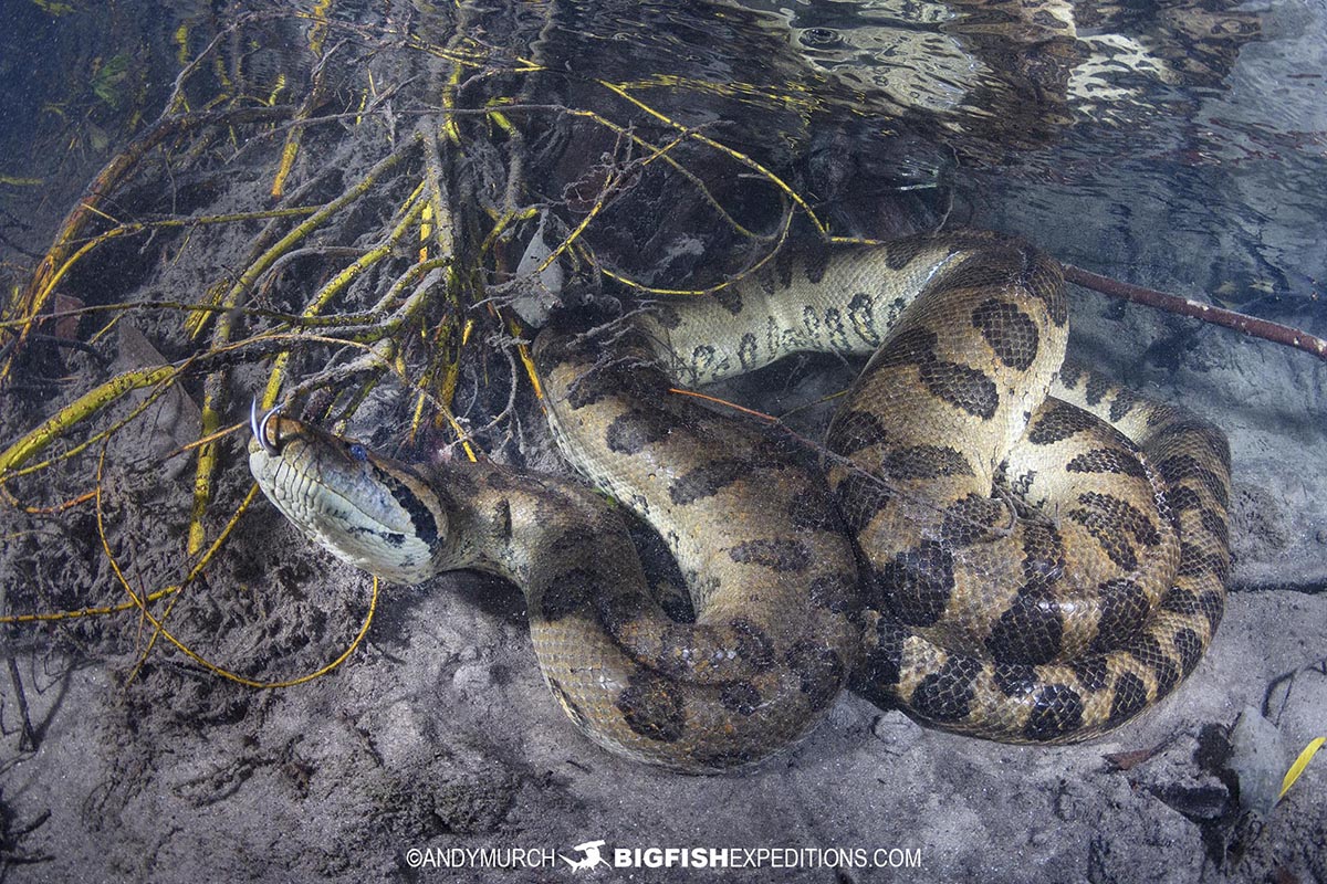 Scuba diving with giant green anacondas in Bonito, Brazil.