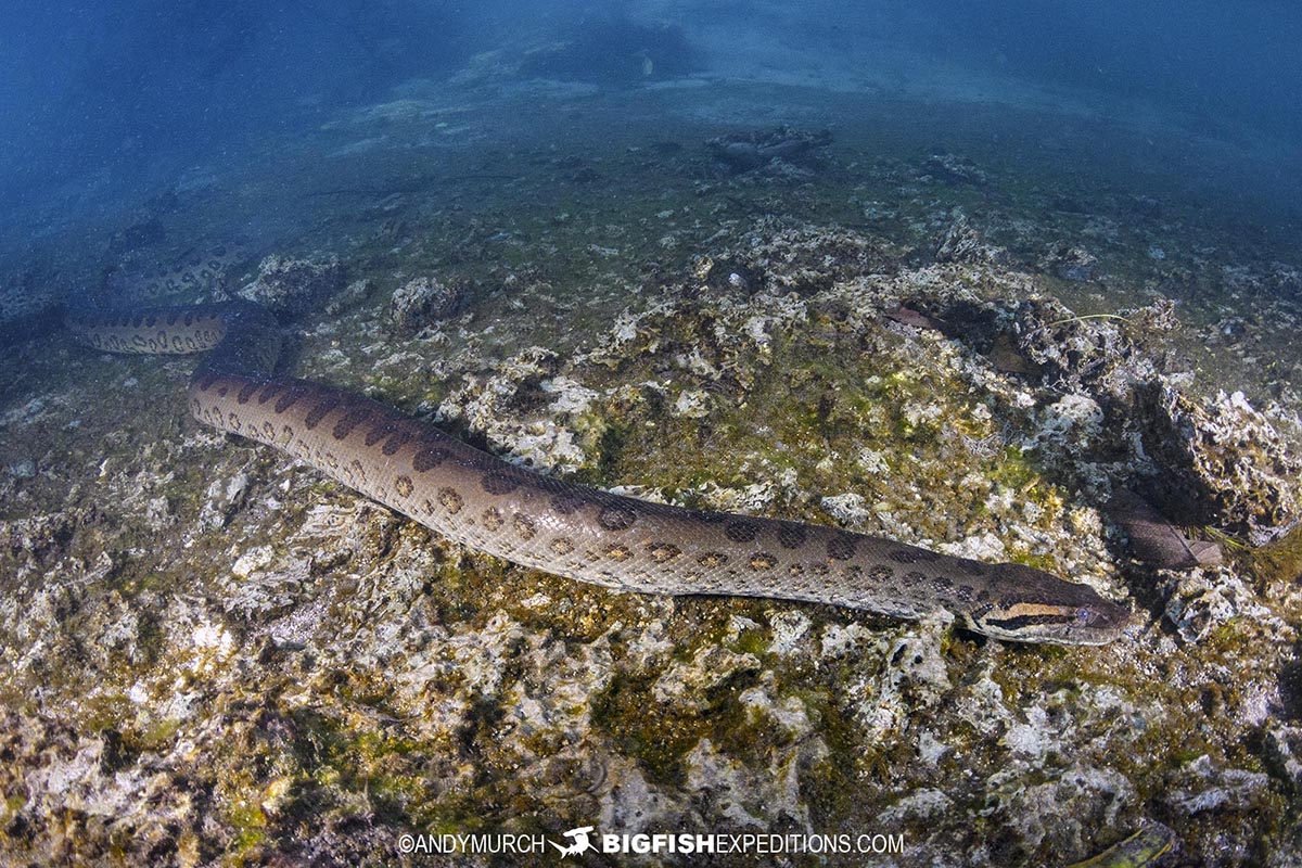 Scuba diving with giant green anacondas in Bonito, Brazil.