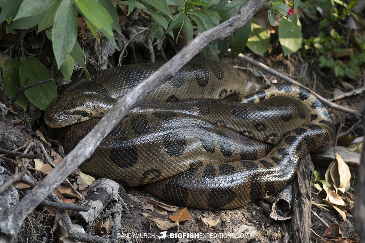 Anaconda sunning on the bank.