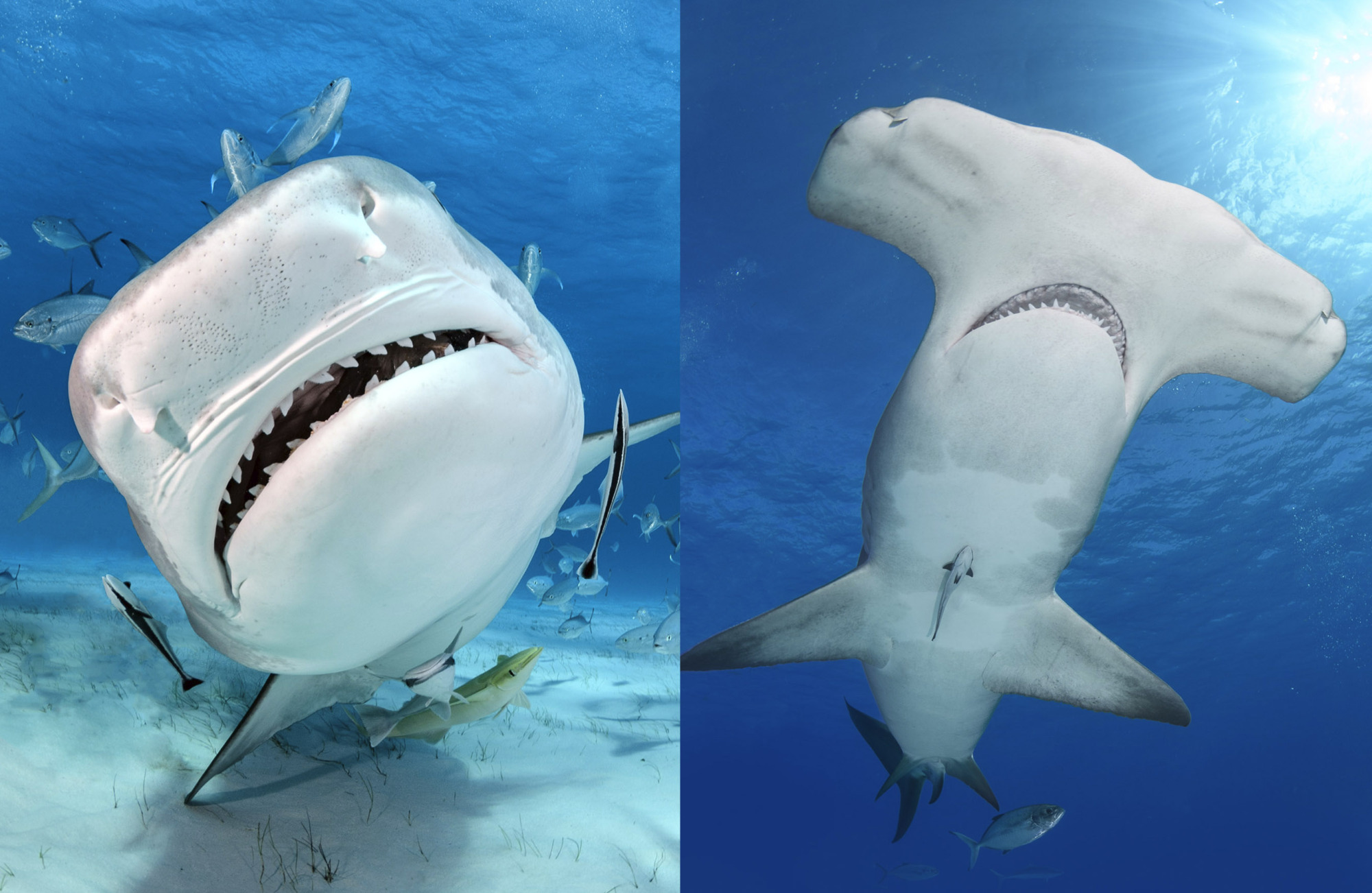 Tiger Shark and Great Hammerhead Diving Trip at Tiger Beach and Bimini, Bahamas.