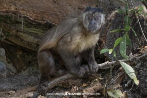 Tufted capuchin in Bonito.