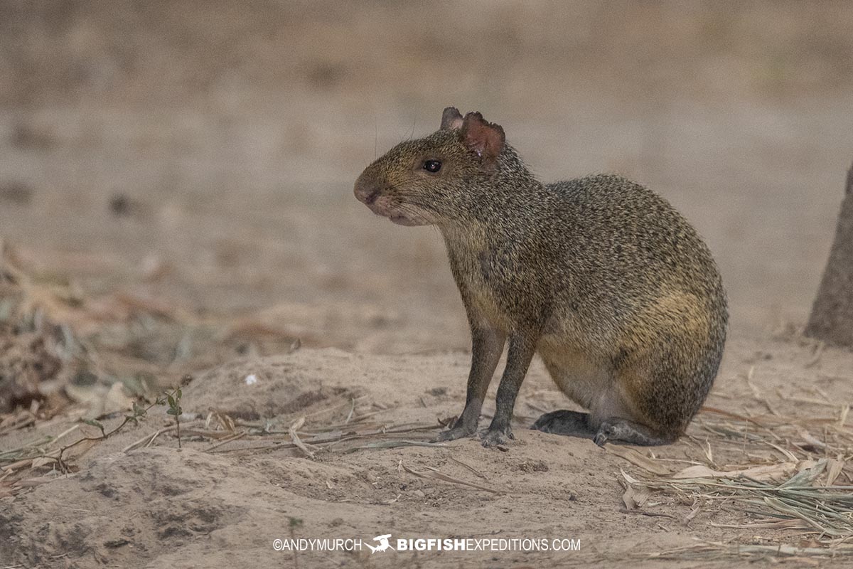 Agouti in Porto Jofre, Pantanal.