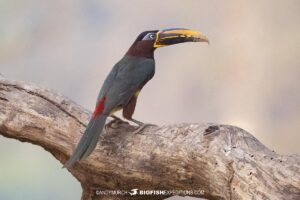 Aracari in the Pantanal bird watching tour.