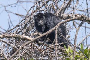 Howler monkey on a jaguar tour in the Brazilian Pantanal.