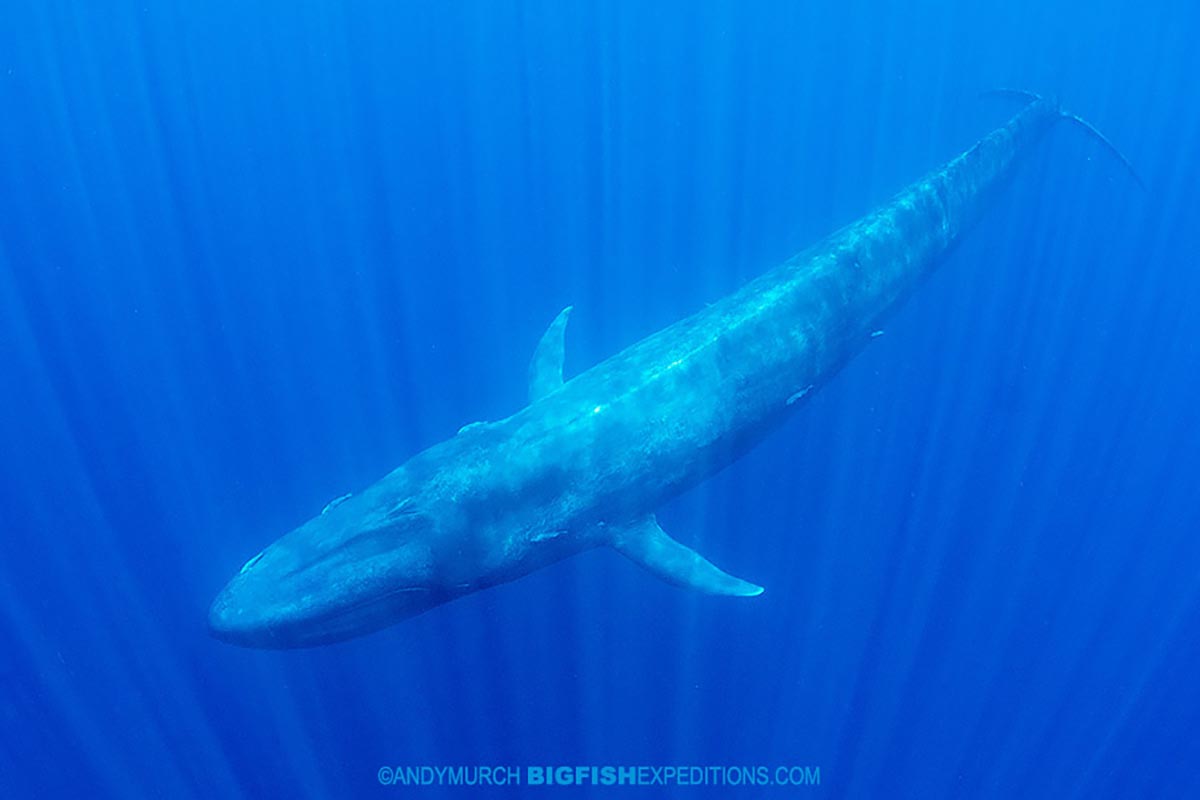 Blue whale snorkeling tour.