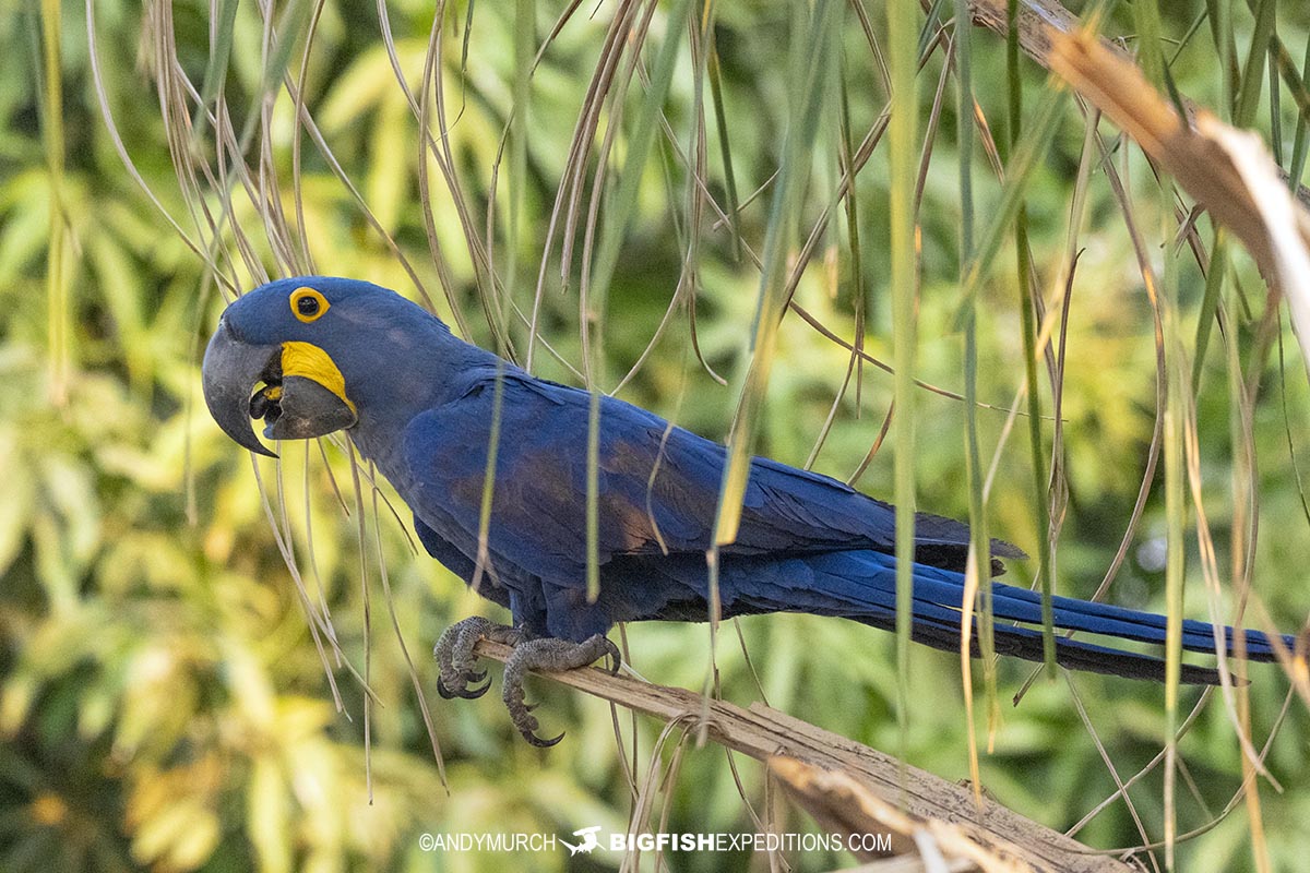 Blue Hyacinth Macaw in the Pantanal.