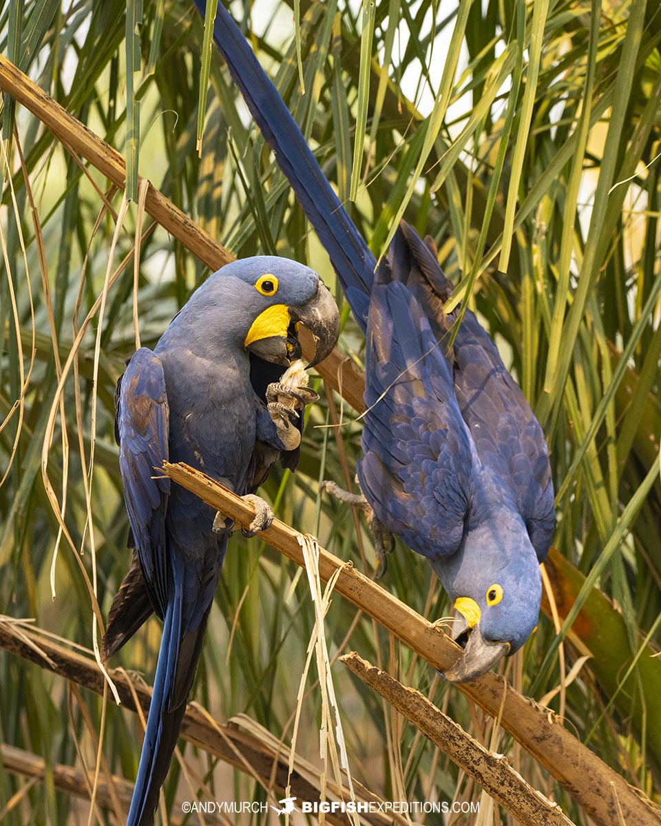 Blue hyacinth macaws in the Pantanal.