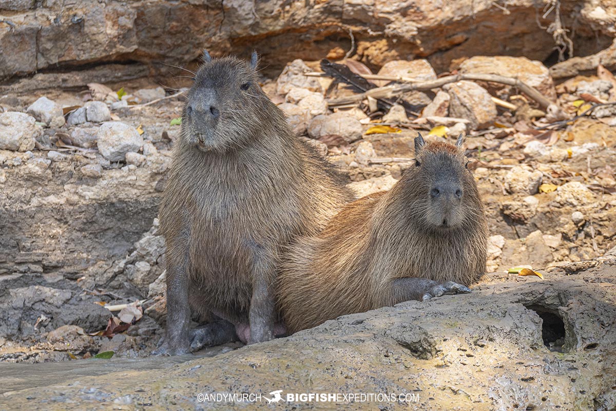 Capibaras on our Jaguar Photography Tour in the Pantanal.