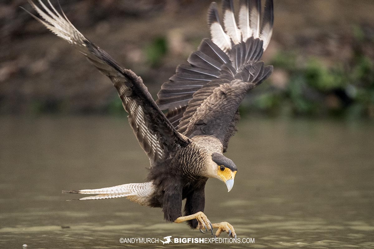 Southern cara-cara catching a fish.