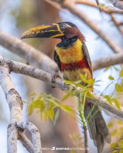 Chestnut eared aracari in the Pantanal.