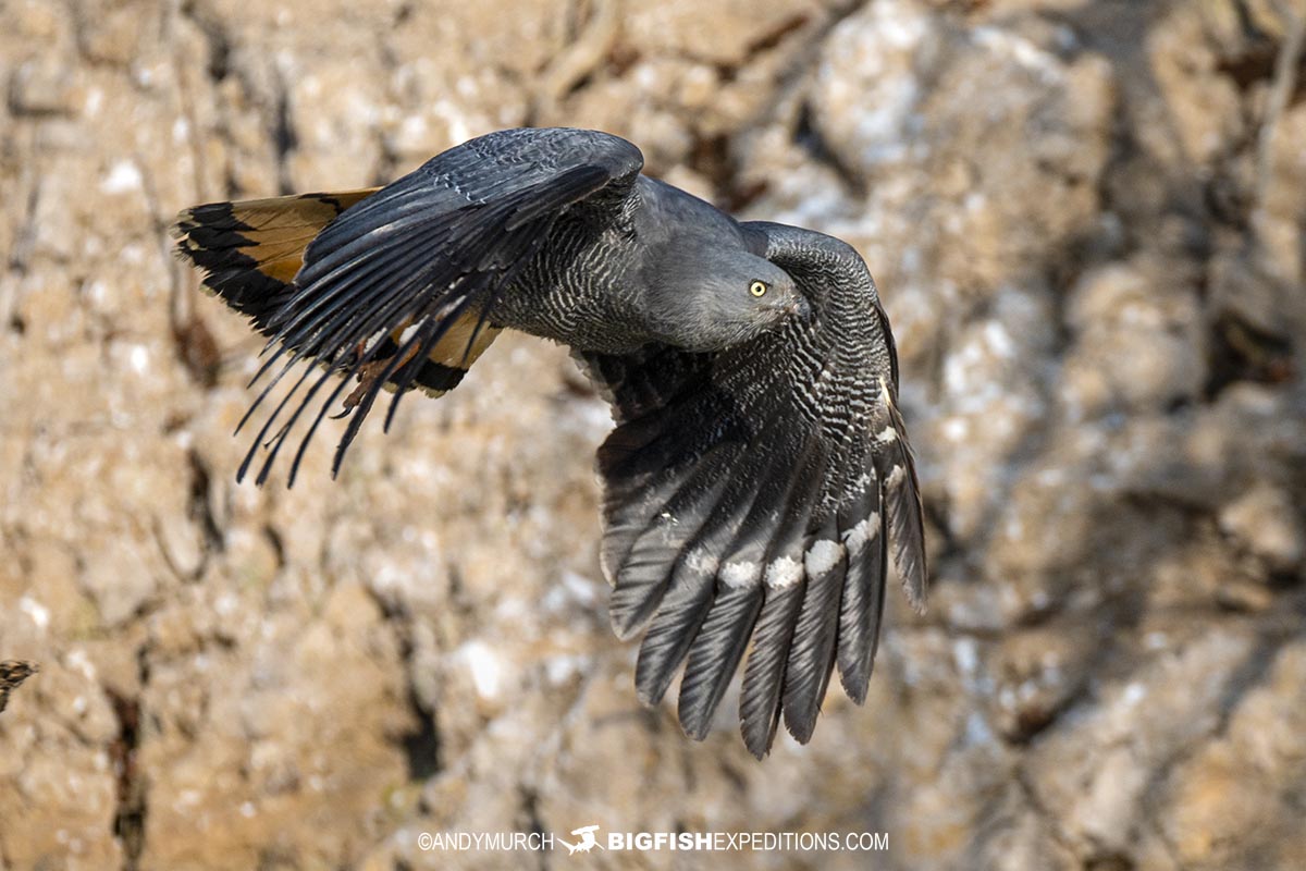 Crane Hawk in flight in the Pantanal.