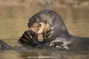 Giant river otter on our Jaguar Photography Tour in the Pantanal.