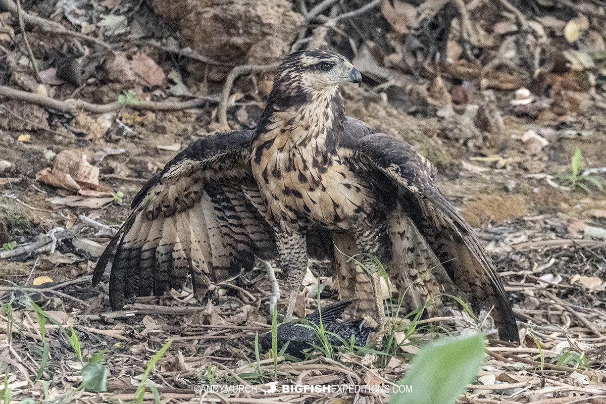 Roadside hawk in the pantanal.