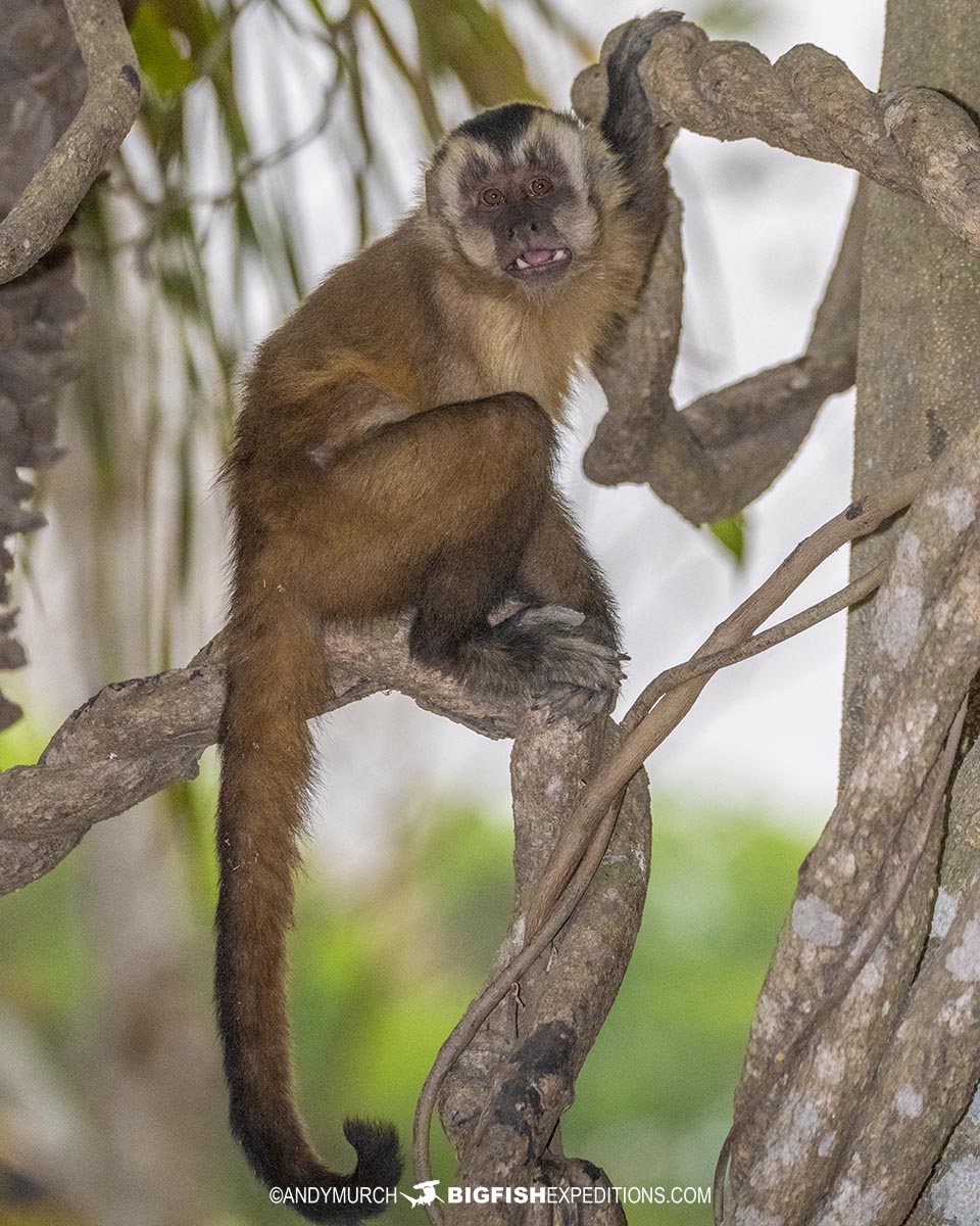 Hooded Capuchin Monkey in Porto Jofre, Pantanal.