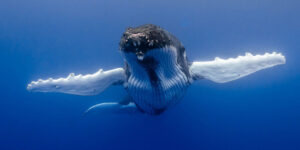 Humpback Whale snorkeling tour.