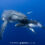 Humpback Whale Snorkeling 2024