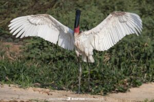 Jabiru stork drying its wings in the pantanal.