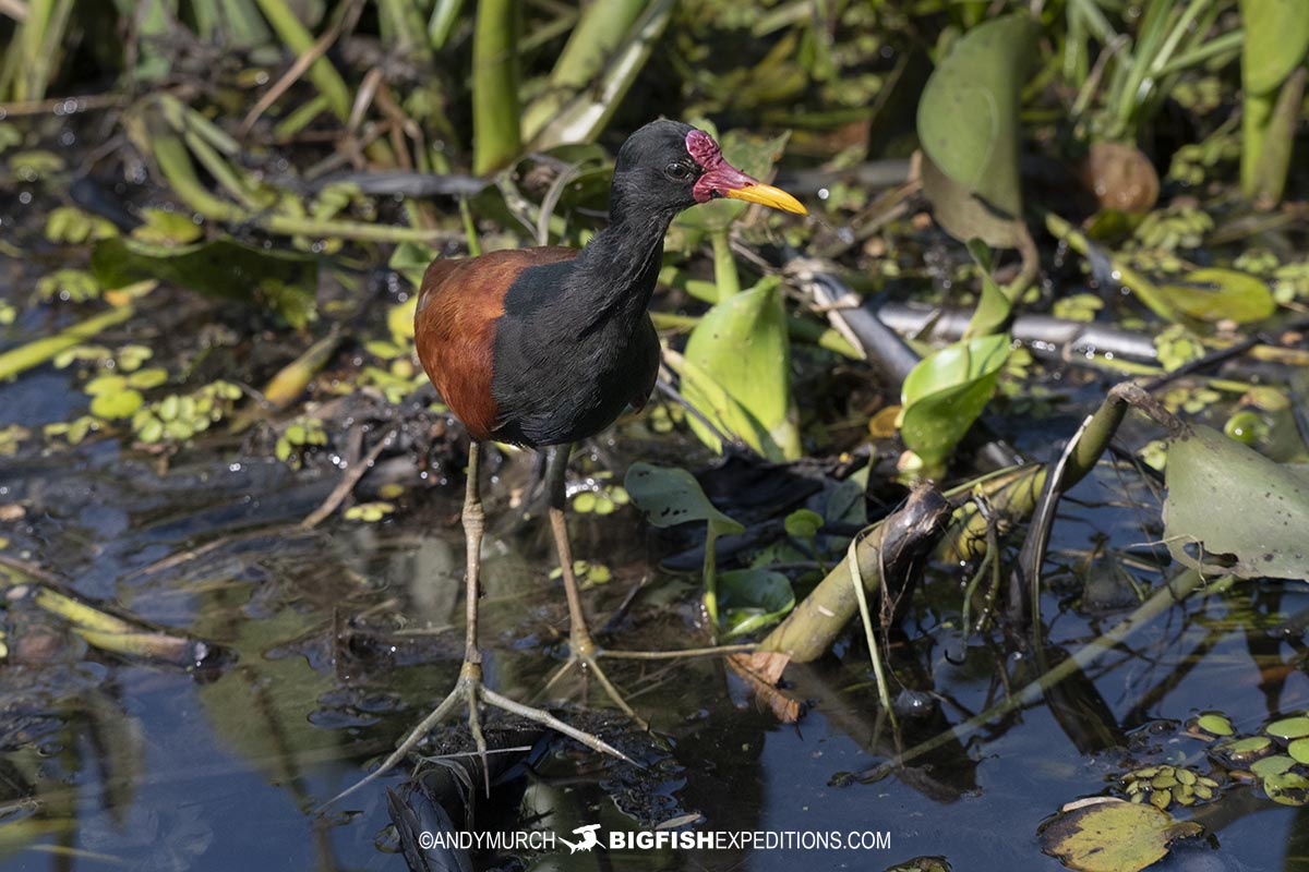 Jacana in the Pantanal.