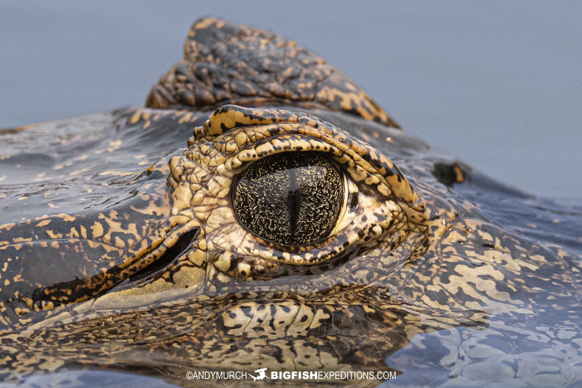 Jacare caiman-eye close-up.