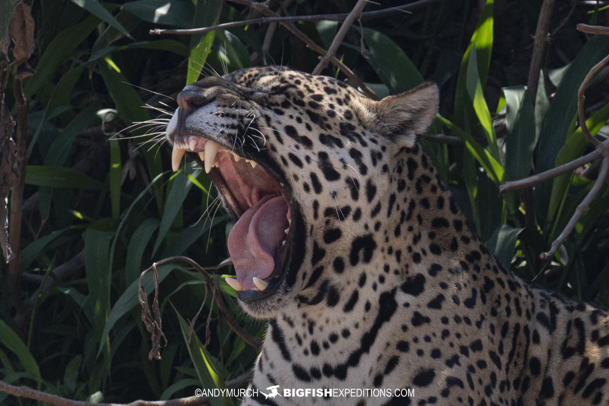 Chingana jaguar yawning in the Pantanal.