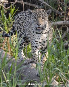 Jaguar photography tour in the Brazilian Pantanal. Marcella.