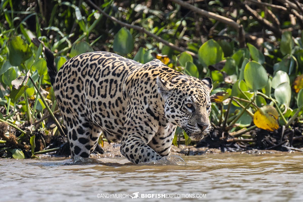 Jaguar Photography Tour in the Pantanal.