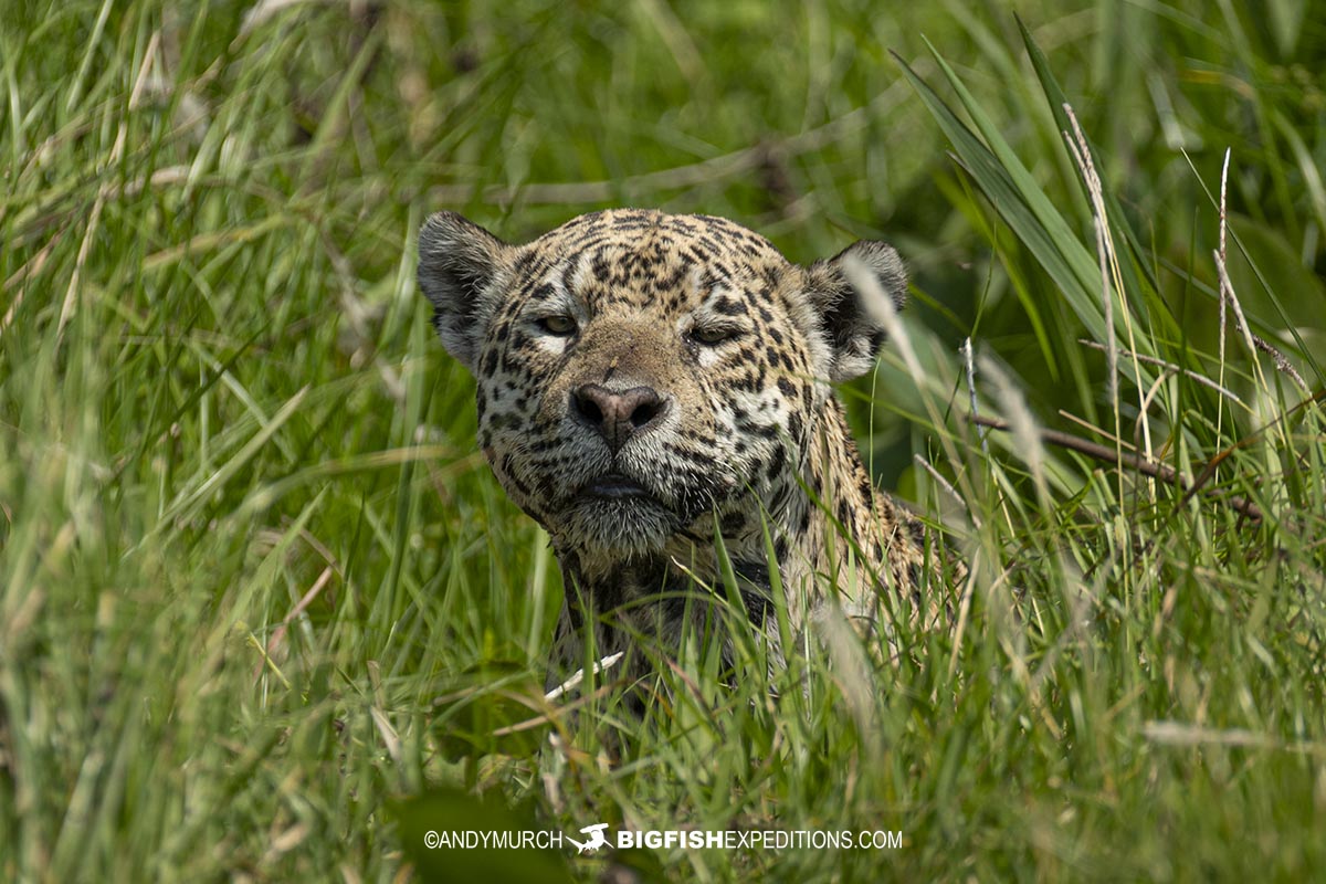 Jaguar Photography Tour in the Pantanal.