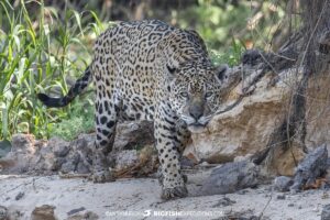 Hunting Jaguar Photography Tour in the Pantanal.