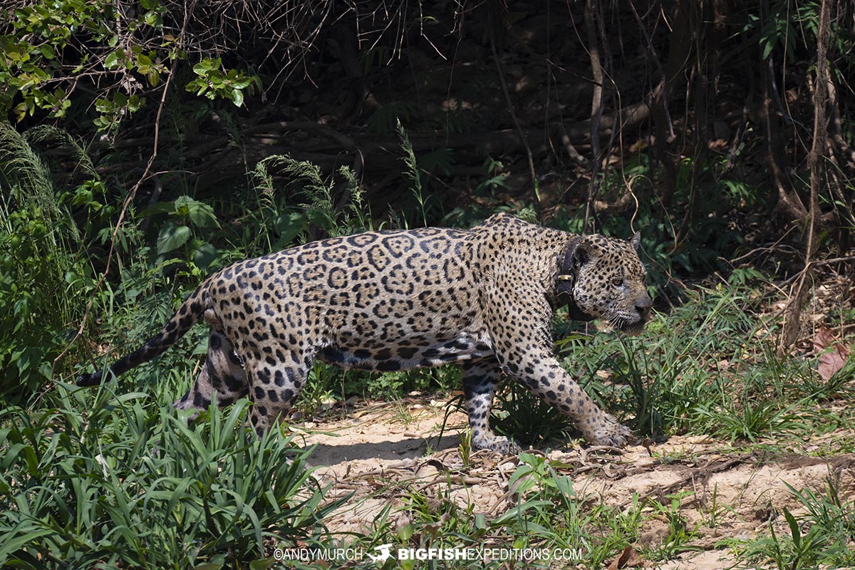 Collared Jaguar Photography Tour in the Pantanal.